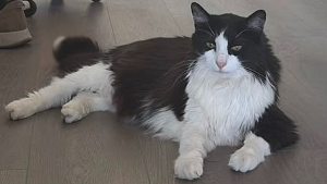 Lost Pet: Jack