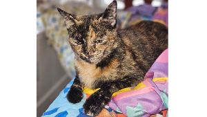 Lost Pet: Trinity