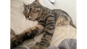 Lost Pet: Aj