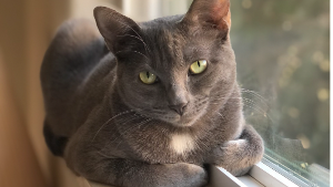 Lost Pet: Frida