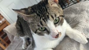 Lost Pet: Torero