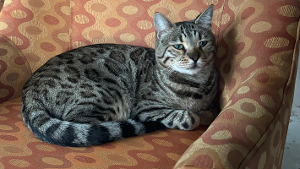 Lost Pet: Rasputin