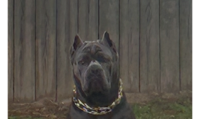 Lost Pet: Storm