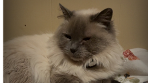 Lost Pet: Sasha