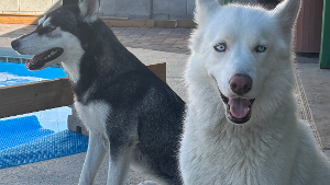 Lost Pet: Luna
