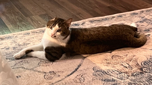 Lost Pet: Theodore Theo Bezukhov