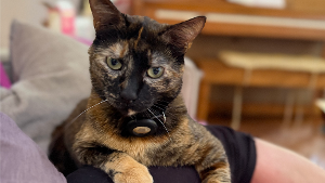 Lost Pet: PIXIE*