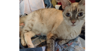 Lost Pet: Coconuts