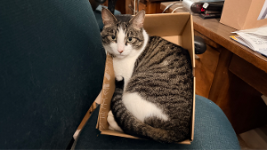 Lost Pet: Granite
