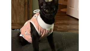 Lost Pet: Momo