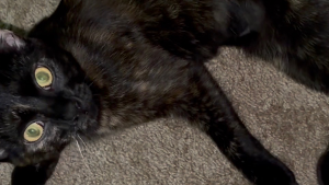 Lost Pet: Motley