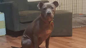 Lost Pet: Misty Blue