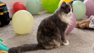 Lost Pet: Nova