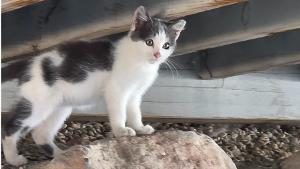 Lost Pet: Oliver
