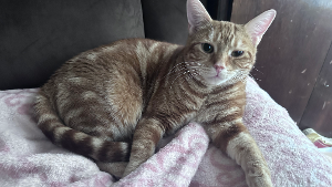 Lost Pet: Gigi
