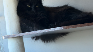 Lost Pet: Girl Cat