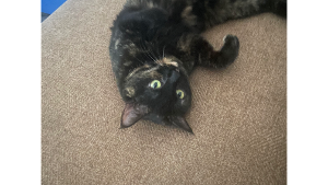 Lost Pet: Muse