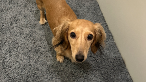 Lost Pet: Tilley