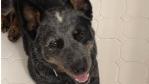 Lost Pet: Sadie