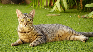 Lost Pet: Diesel
