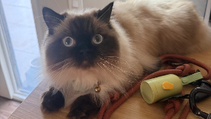 Lost Pet: Charles Sebastian III