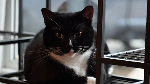 Lost Pet: Darcy