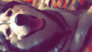 Lost Pet: Bear