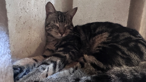 Lost Pet: Ziggy