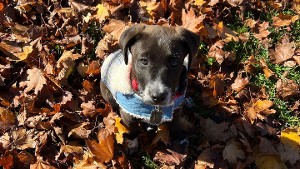 Lost Pet: Dutch