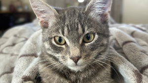 Lost Pet: Kevin