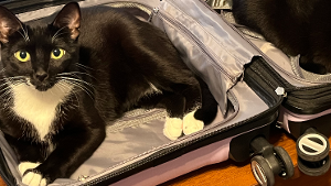 Lost Pet: Nadia