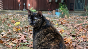 Lost Pet: Frida