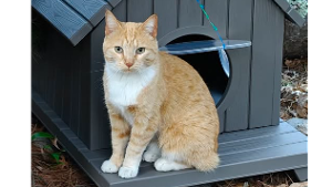Lost Pet: Opal