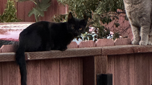Lost Pet: Batman