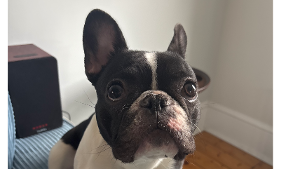 Lost Pet: Toni