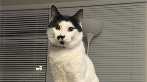 Lost Pet: James