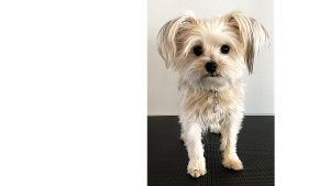 Lost Pet: Teddy