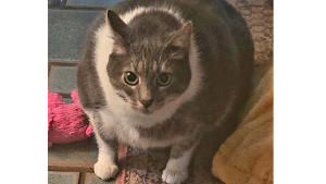 Lost Pet: Stormy