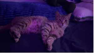 Lost Pet: TT