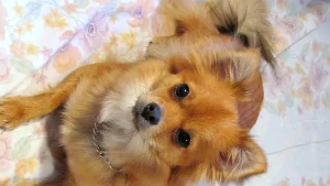 Lost Pet: Darla Maria Torres