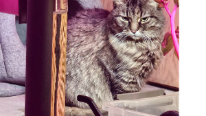 Lost Pet: Little Bit