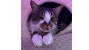 Lost Pet: Groot