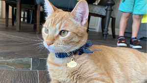 Lost Pet: Desmond