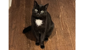 Lost Pet: Oreo