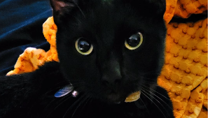 Lost Pet: Ouija