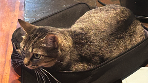 Lost Pet: Brantley