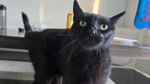 Lost Pet: Mickey