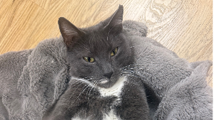 Lost Pet: Gage