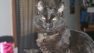 Lost Pet: Vespra