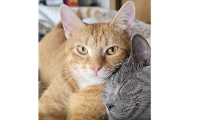 Lost Pet: Flame
